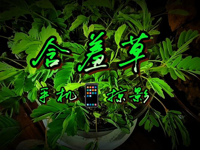 高清影院免费在线观影指南：畅享4K画质与最新影视资源